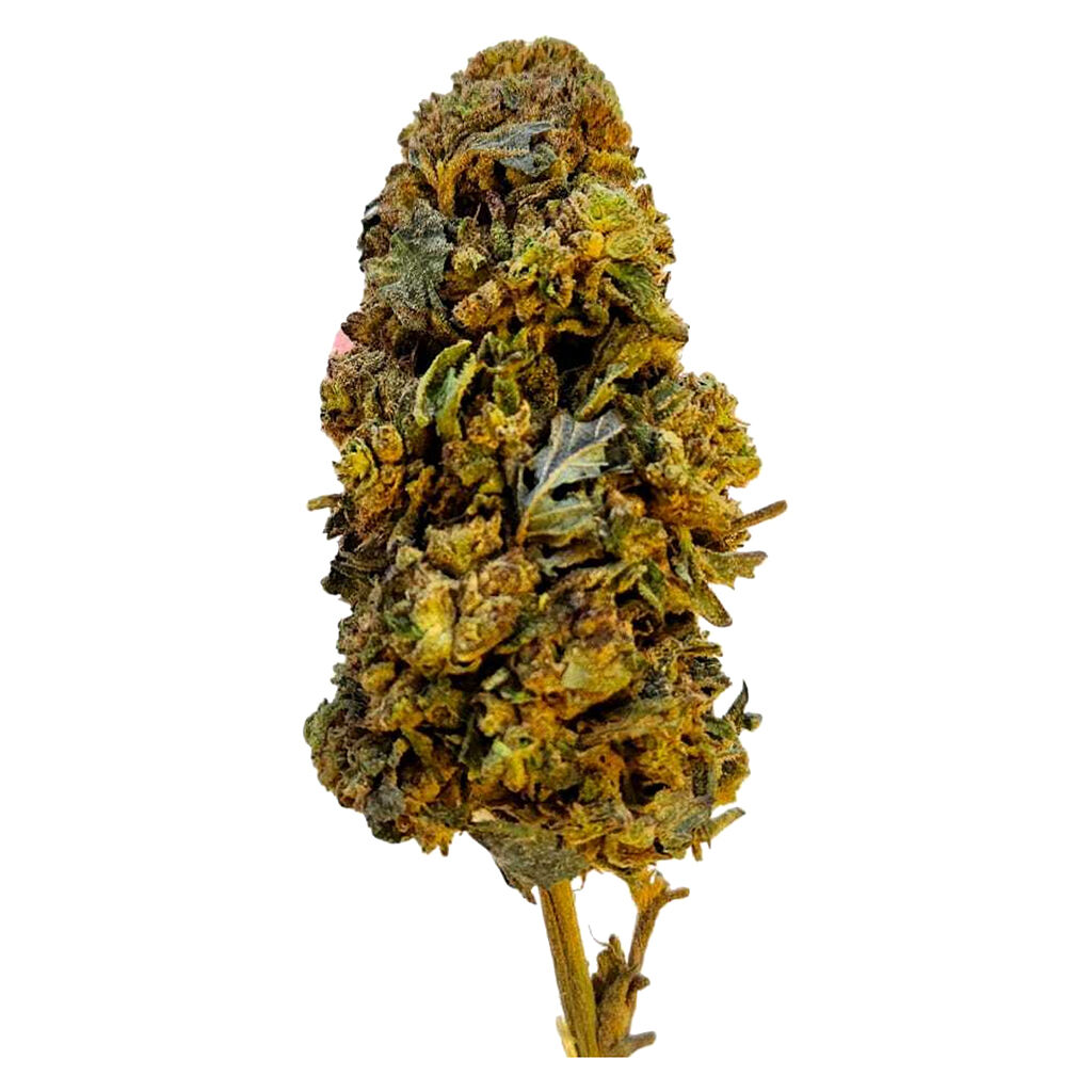 Level Up - Cherry Driver Whole Dried Flower