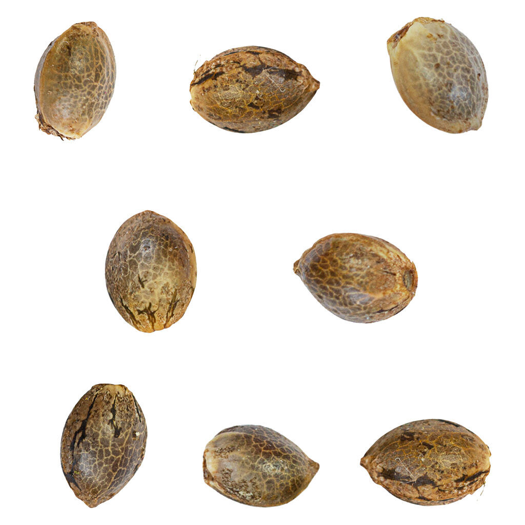 Green Rose Seeds - Ignition Seeds - Hybrid - 8 Pack