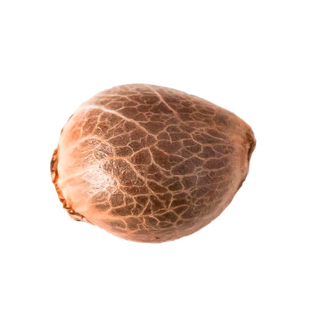 34 Street Seed Co - Pink Kush Feminized Seeds - Indica - 5 Pack