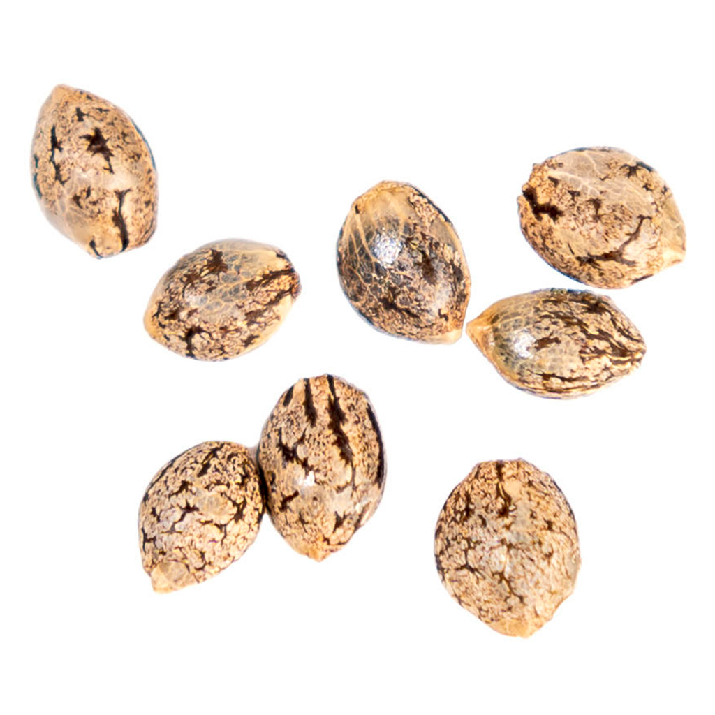 Canna Seed Co. - Purple Punch Mintz Autoflower Seeds - Indica - 8 Pack