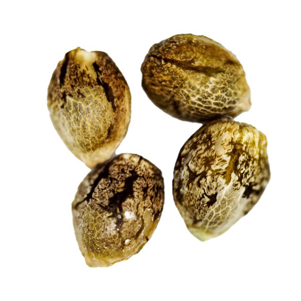 CRG Pharma - Wedding Cake Seeds (Feminized) Indica - 4 Pack