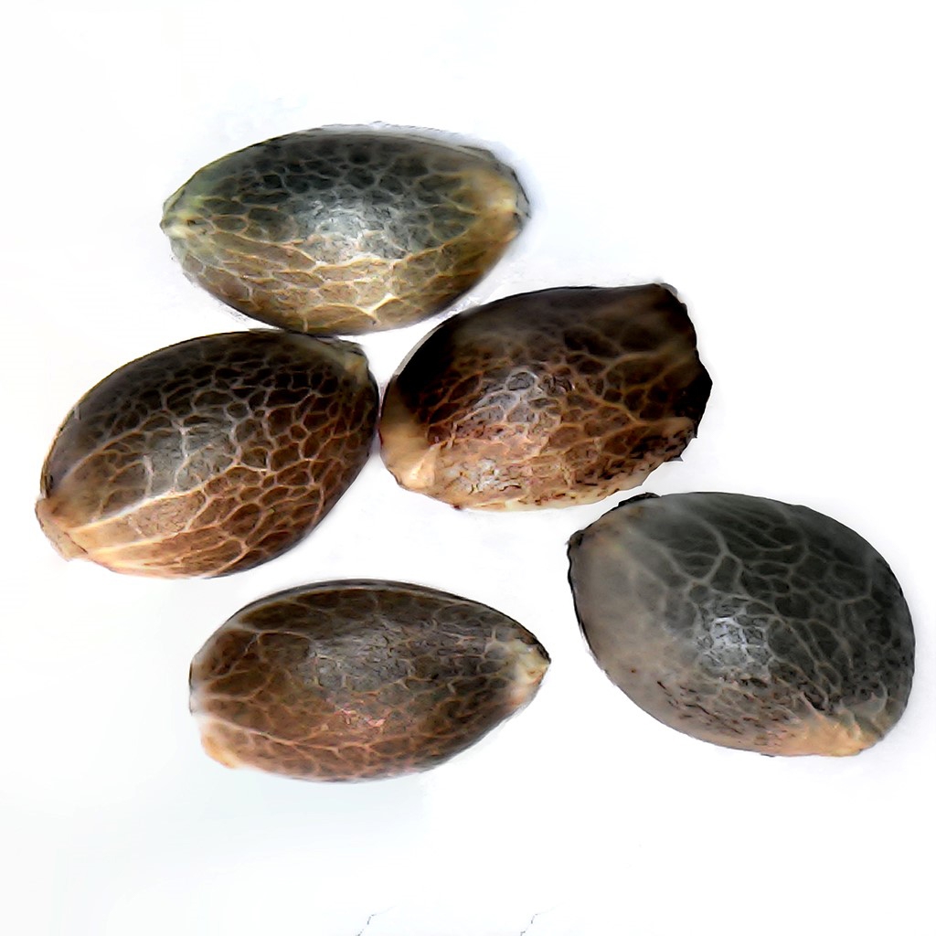 Parkland Flower Inc. - V.Kush 1:1 Seeds - 5 Pack