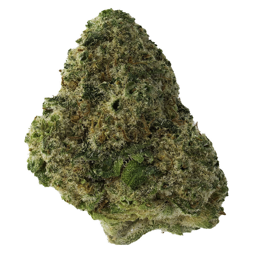 The Loud Plug - Headband