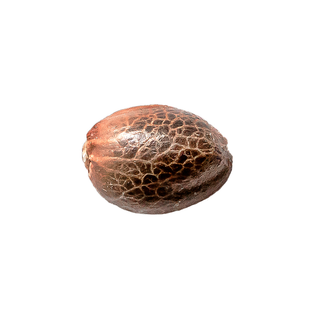 Pristine - M.A.C Feminized Seeds - Hybrid - 5 Pack