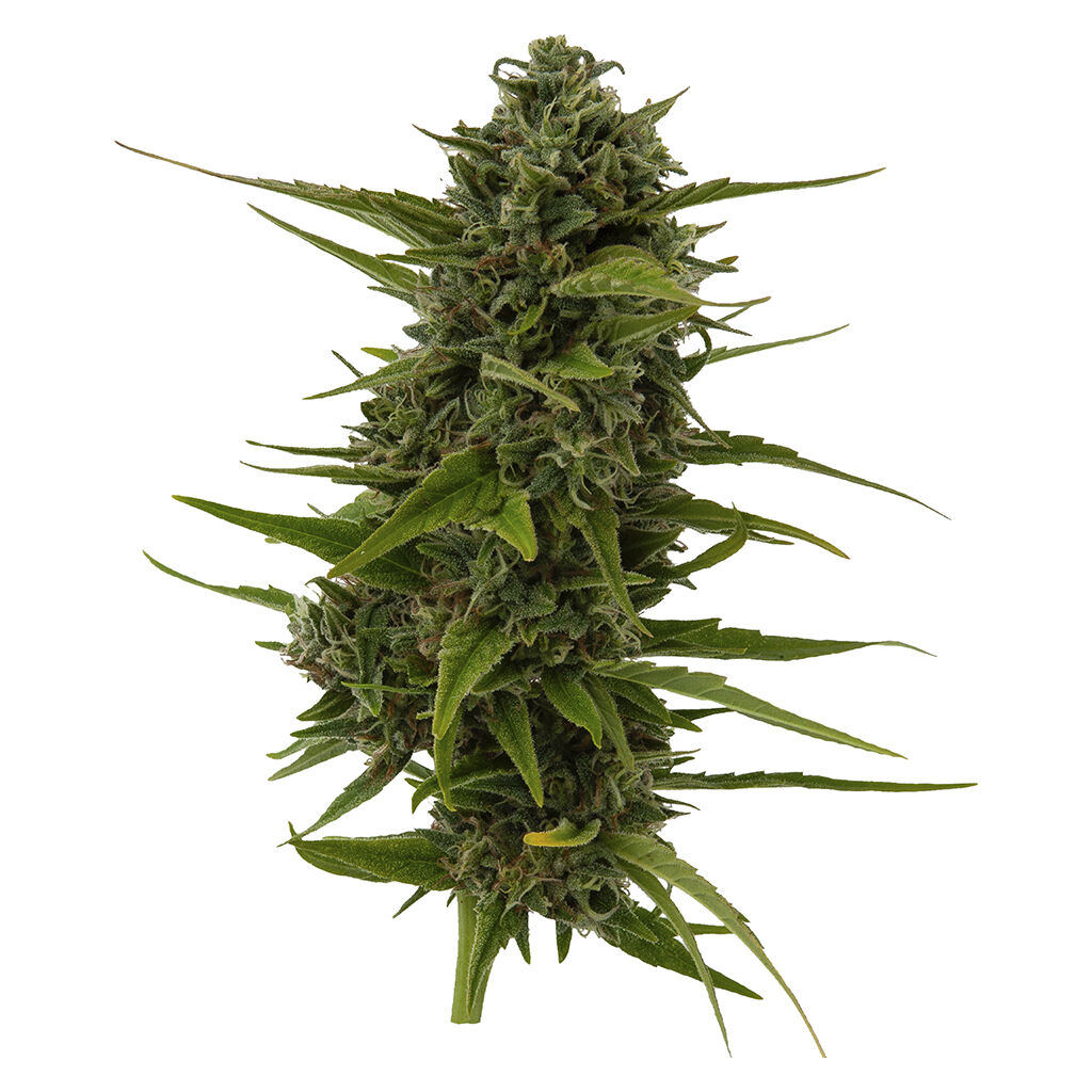 Weathered Islands Craft Cannabis - Plum Kushwave Seeds - Sativa - 4 Pack