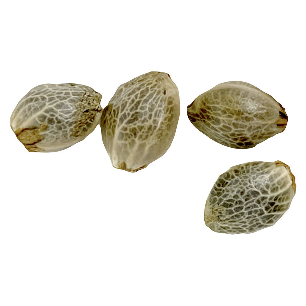 Weathered Islands - Sugar Diesel Feminized Seeds - Hybrid - 4 Pack