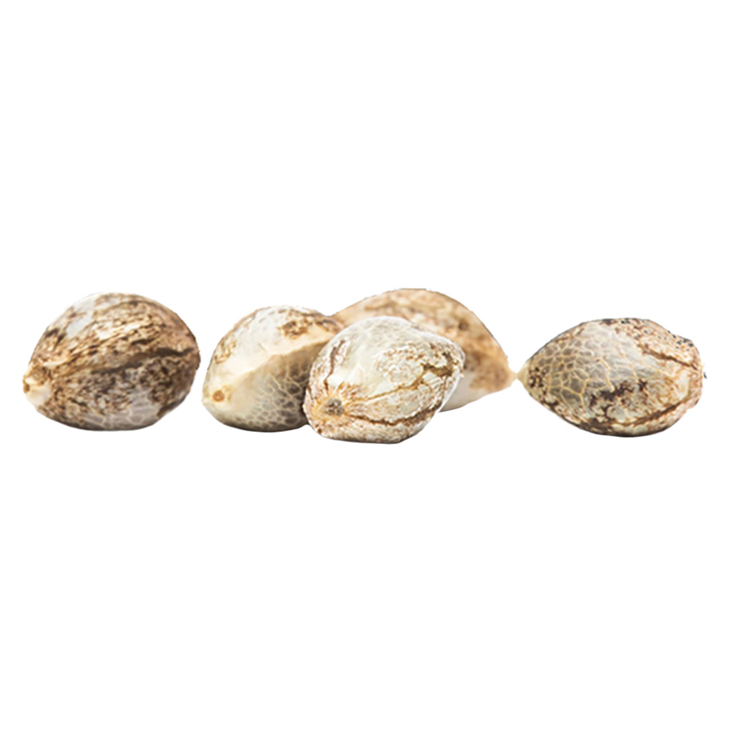 Great Gardener Farms - CBD Rene Feminized Seeds - Hybrid - 5 Pack