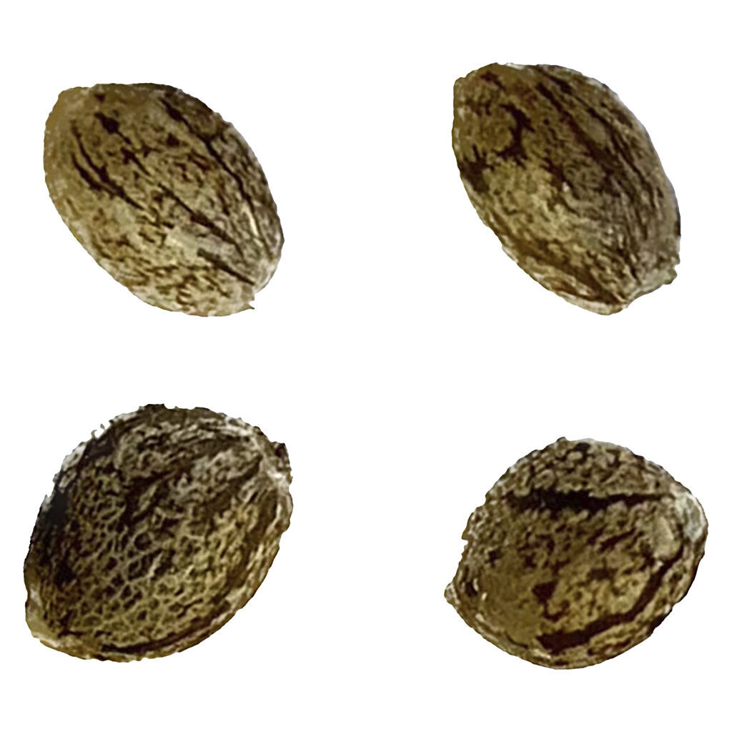 Automatic Ganja - Auto Papaya Apricot Feminized Seeds - Indica - 4 Pack