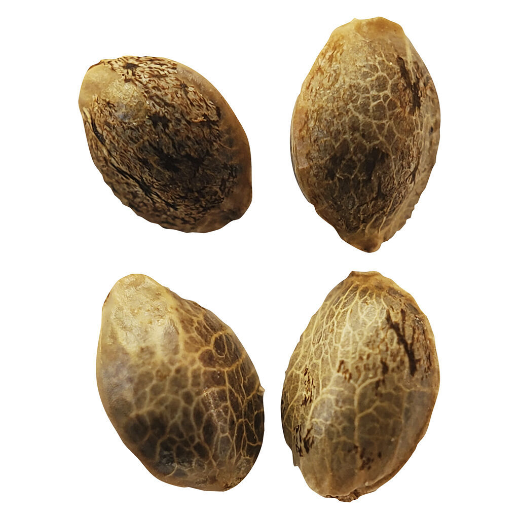 Weathered Islands Craft Cannabis - Lemon Sunshine Autoflower Feminized Seeds - Sativa - 4 Pack