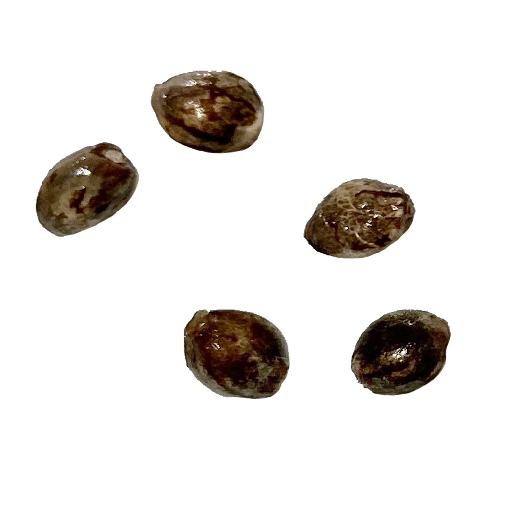 Autoflower Breeder's Club - Exodus UK Cheese THC AUTO Seeds Hybrid - 5 Pack