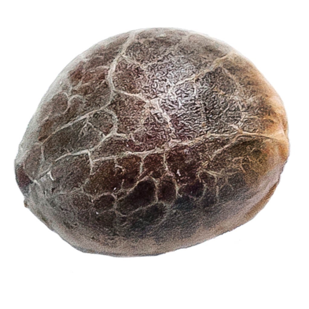 34 Street Seed Co. - Triple Scoop Seeds (Feminized) Hybrid - 5 Pack