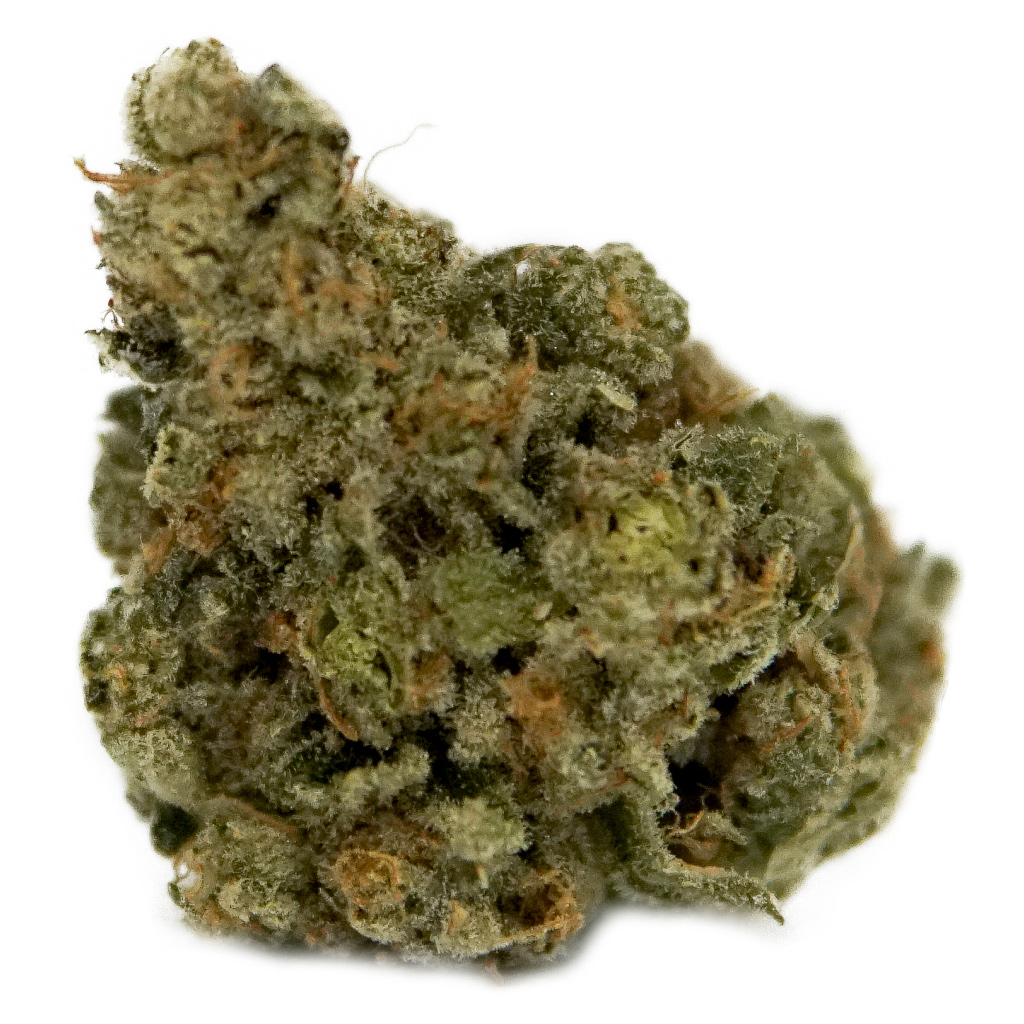 Panorama - Master Kush