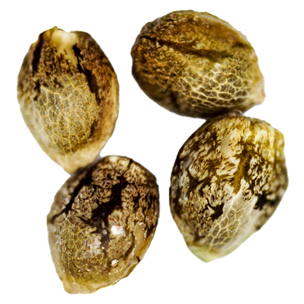 Camp River Cannabis - Gorilla Glue Feminized Auto Seeds - Indica - 4 Pack