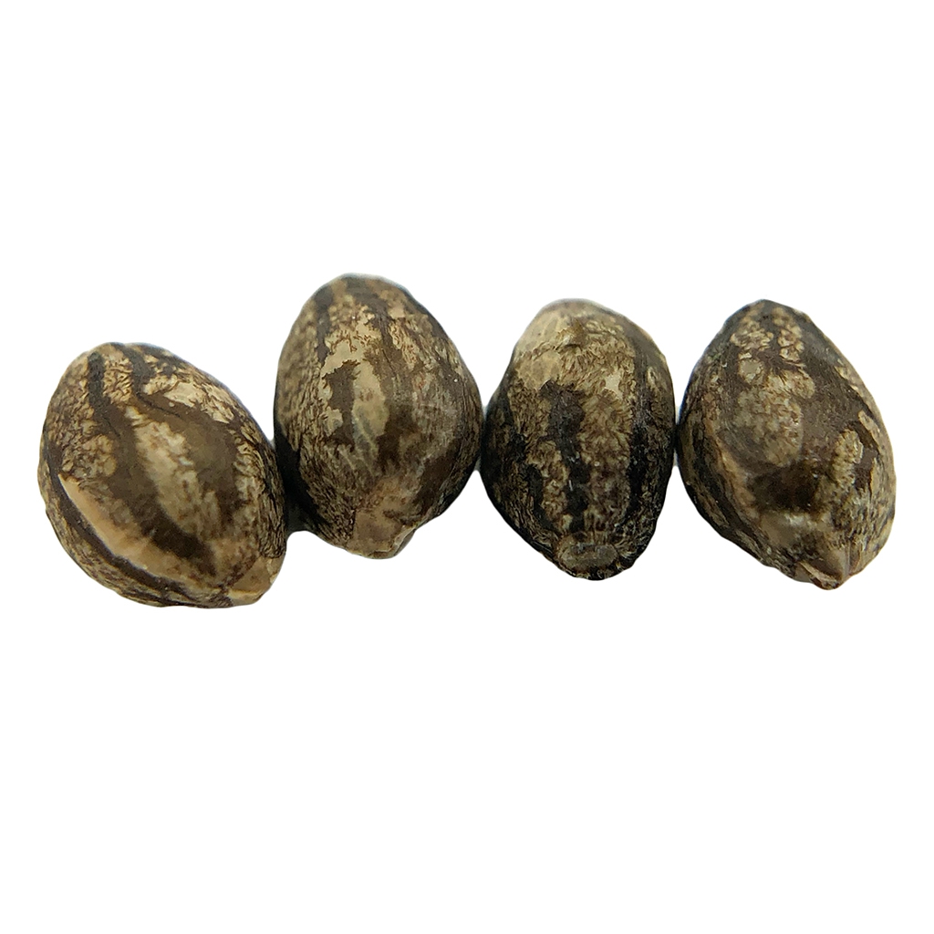 erbaceous™ - E V E R E 5 T Seeds (Regular) Indica - 4 Pack