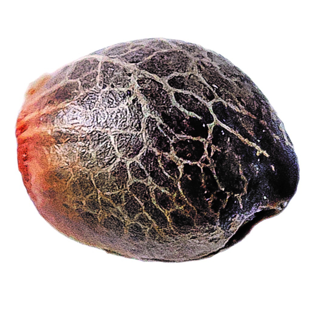 Humboldt Seed Company - Magic Melon Seeds (Autoflower) Hybrid - 5 Pack