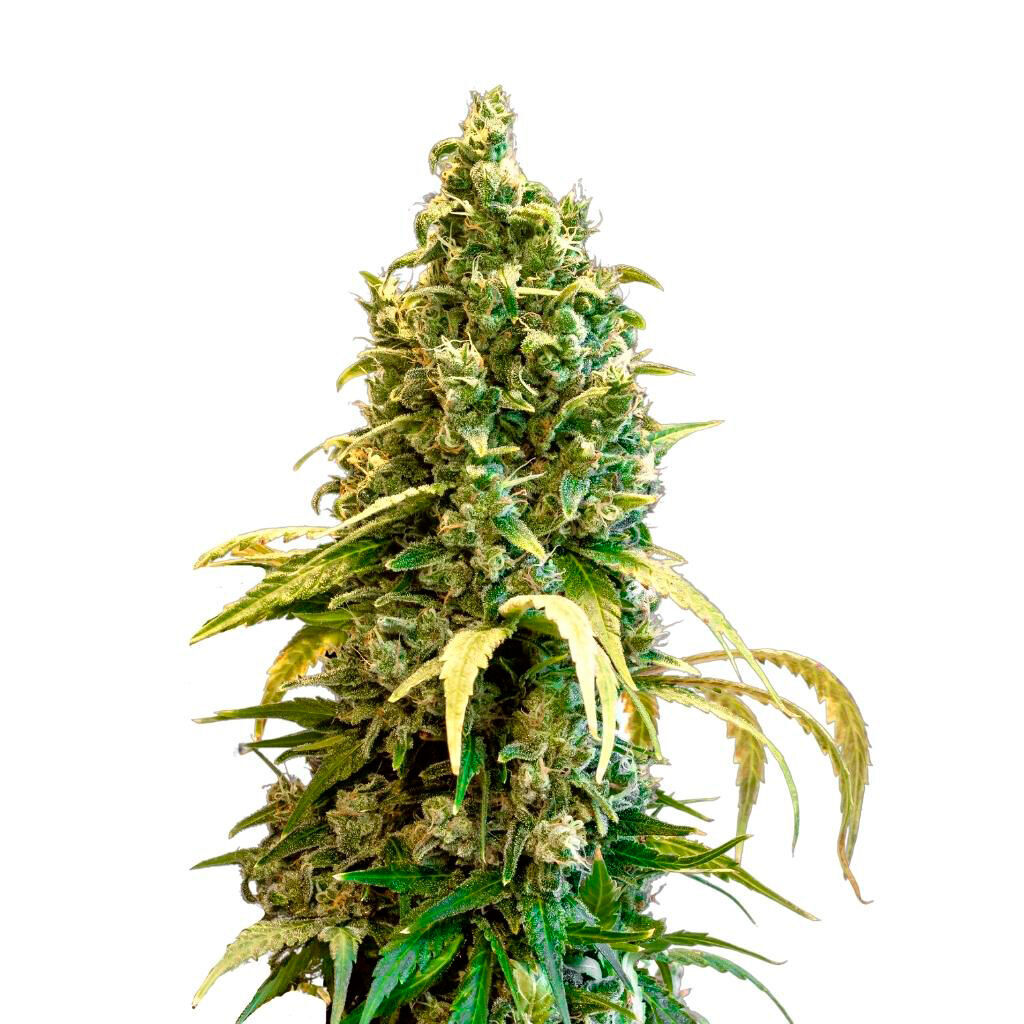 34 Street Seed Co - Acapulco Gold Feminized Seeds - Sativa - 5 Pack