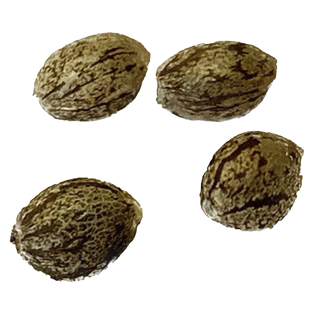 CBD Vault - Pure CBD Gorilla Citrus Photo Feminized - Indica - 4 Pack