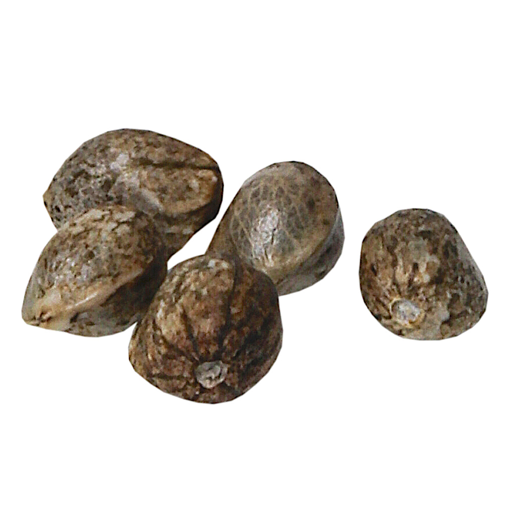 ABIDE - OG Haze Feminized Seeds - Hybrid - 5 Pack