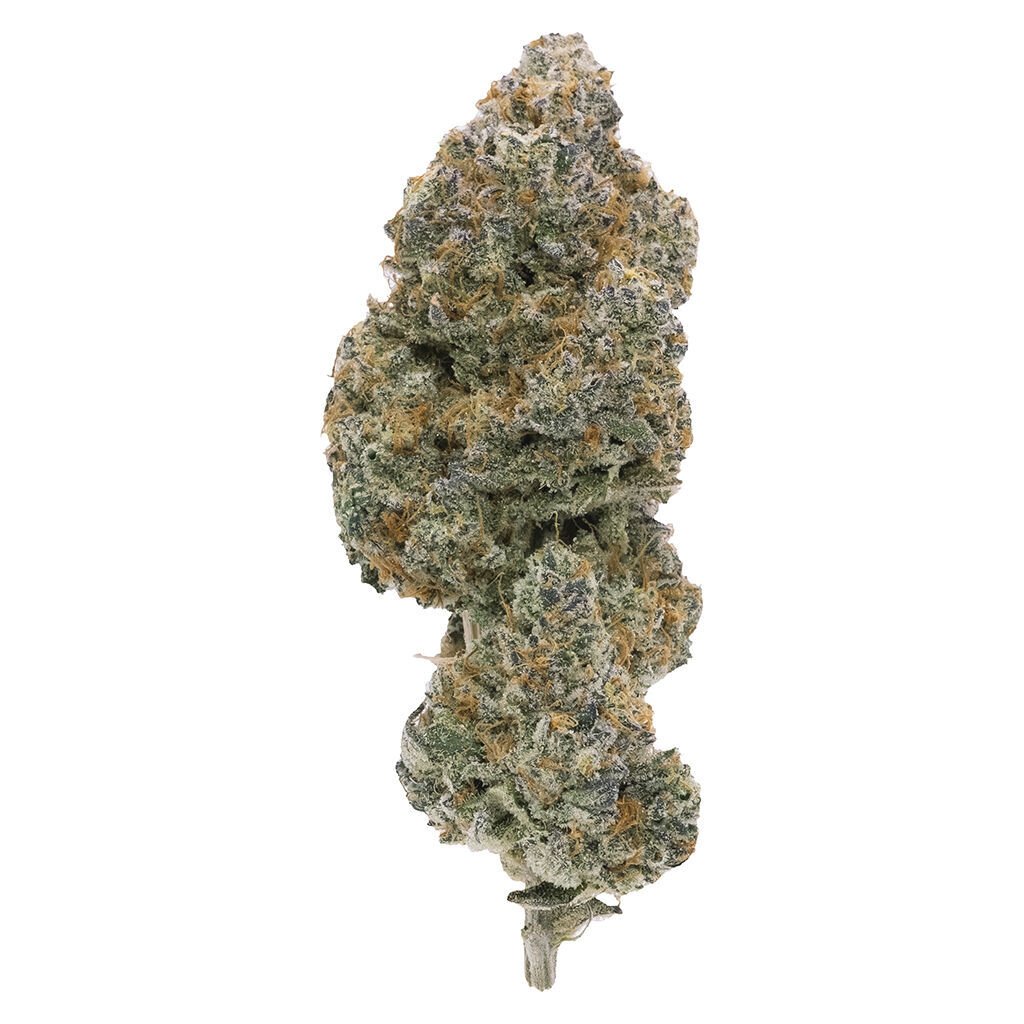 Northern Canna - Modified Supersonic