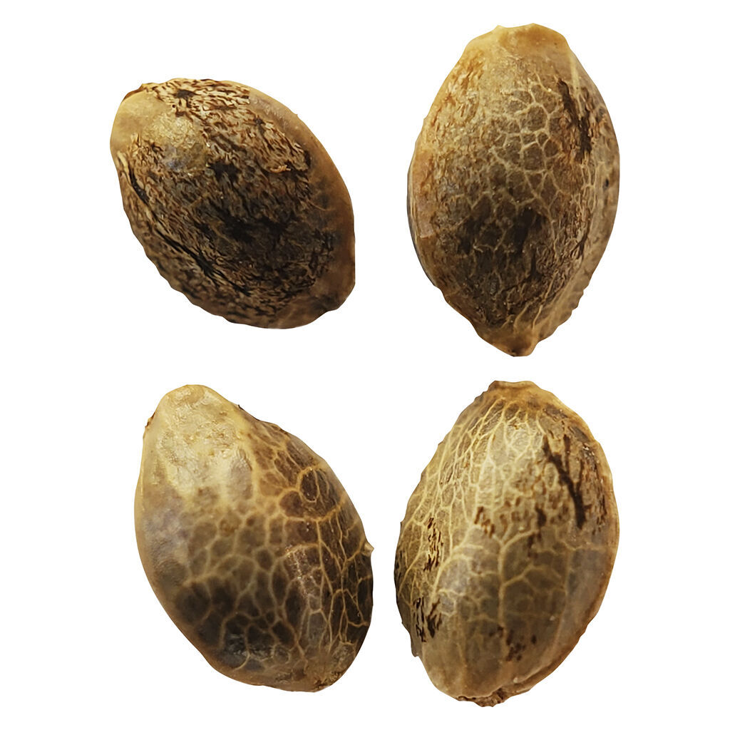 Weathered Islands - Lemon Sunshine Feminized Seeds - Sativa - 4 Pack