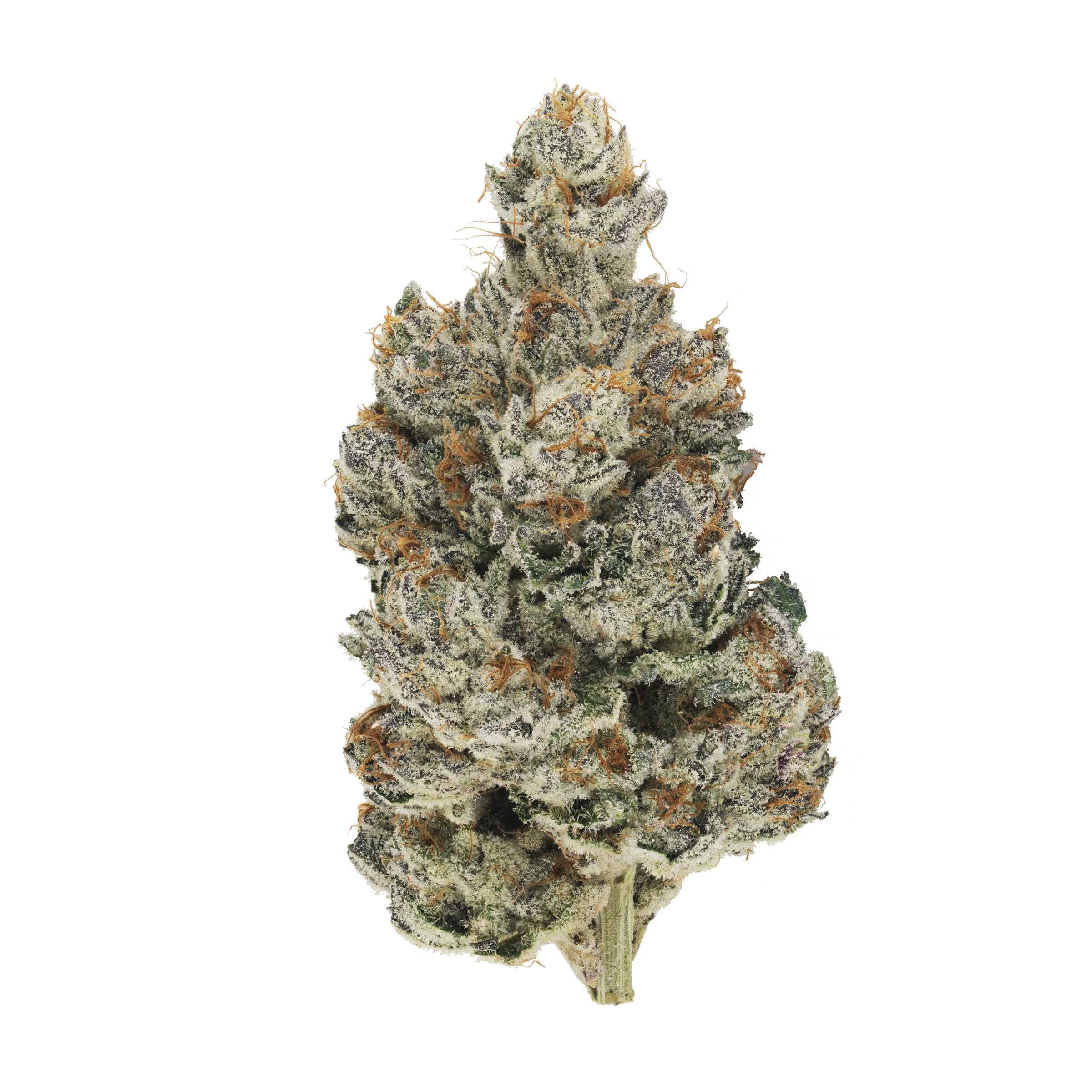 Broken Coast - Quadra
