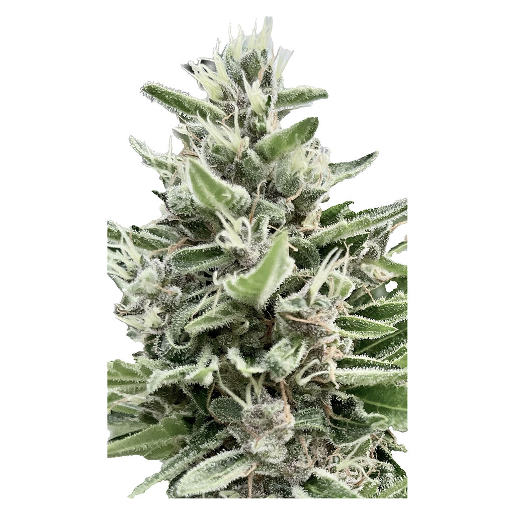 Clone Collector Seed Bank - Apple Truffle Breath - Feminized - Indica - 4 Pack
