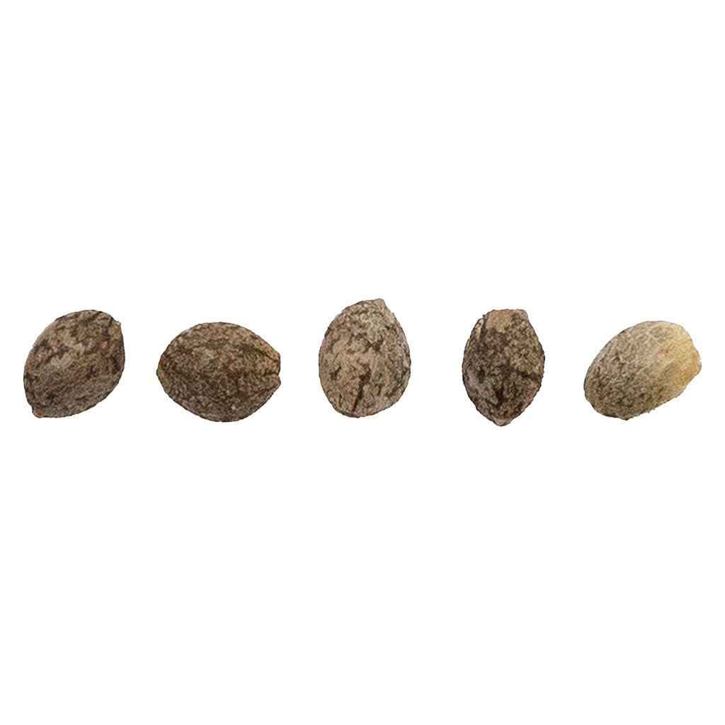 HCBD - CBD Therapy Starter Seeds (Regular) - Hybrid - 5 Pack