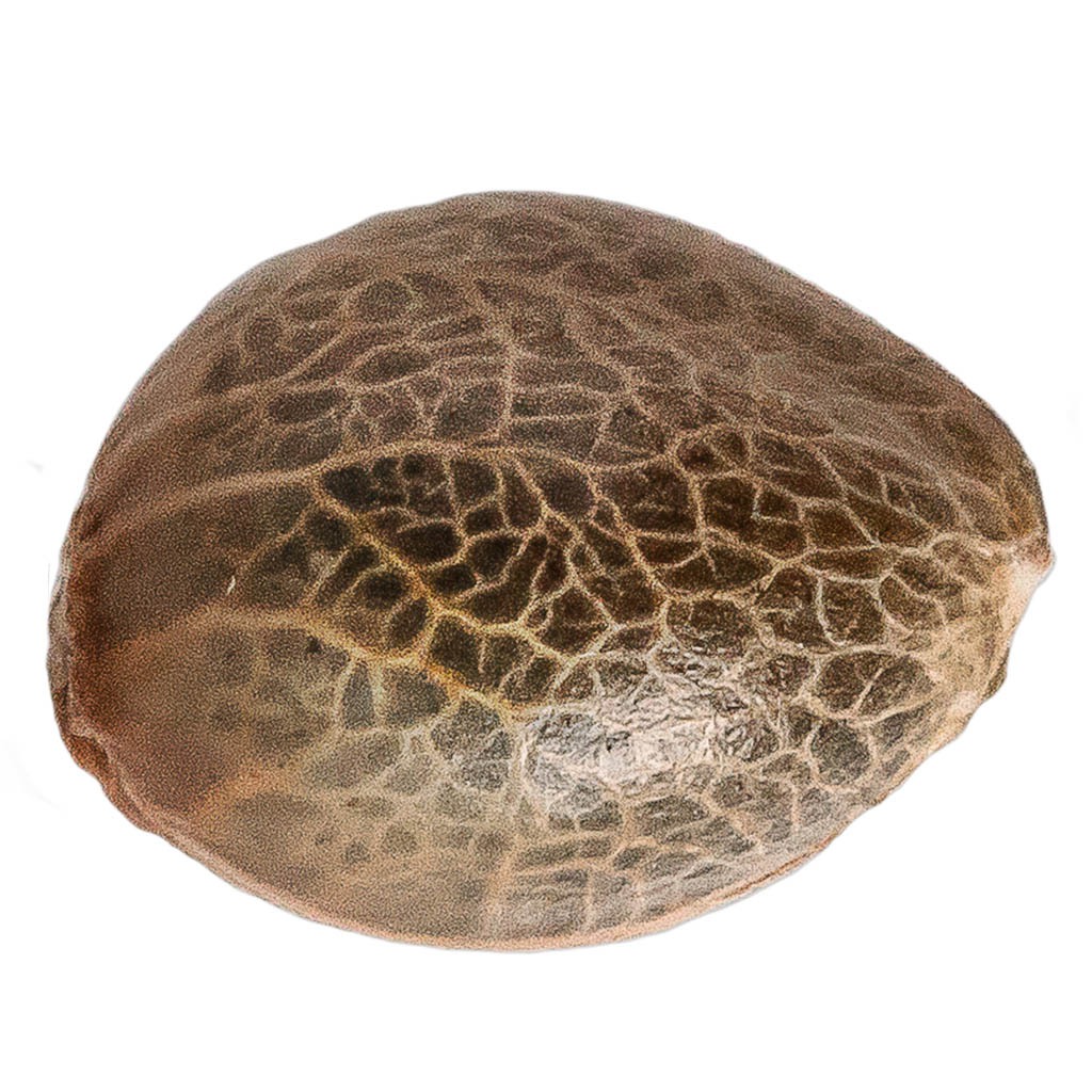 34 Street Seed Co. - Pineapple Express Seeds (Feminized) Hybrid - 5 Pack