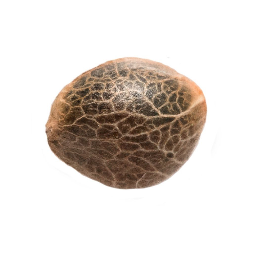 34 Street Seed Co. - Garlic Cookies Seeds - Hybrid - 5 Pack