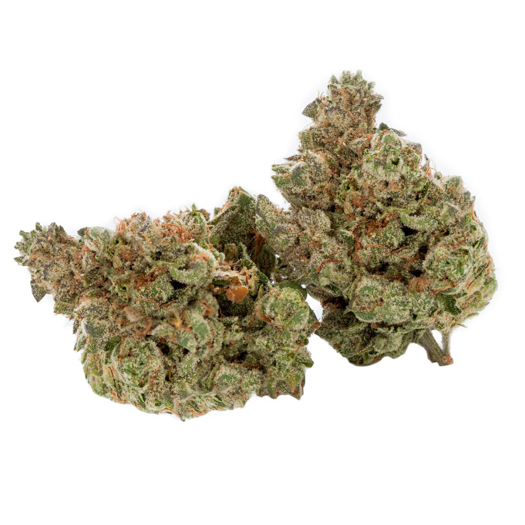 Cactus - Black Triangle