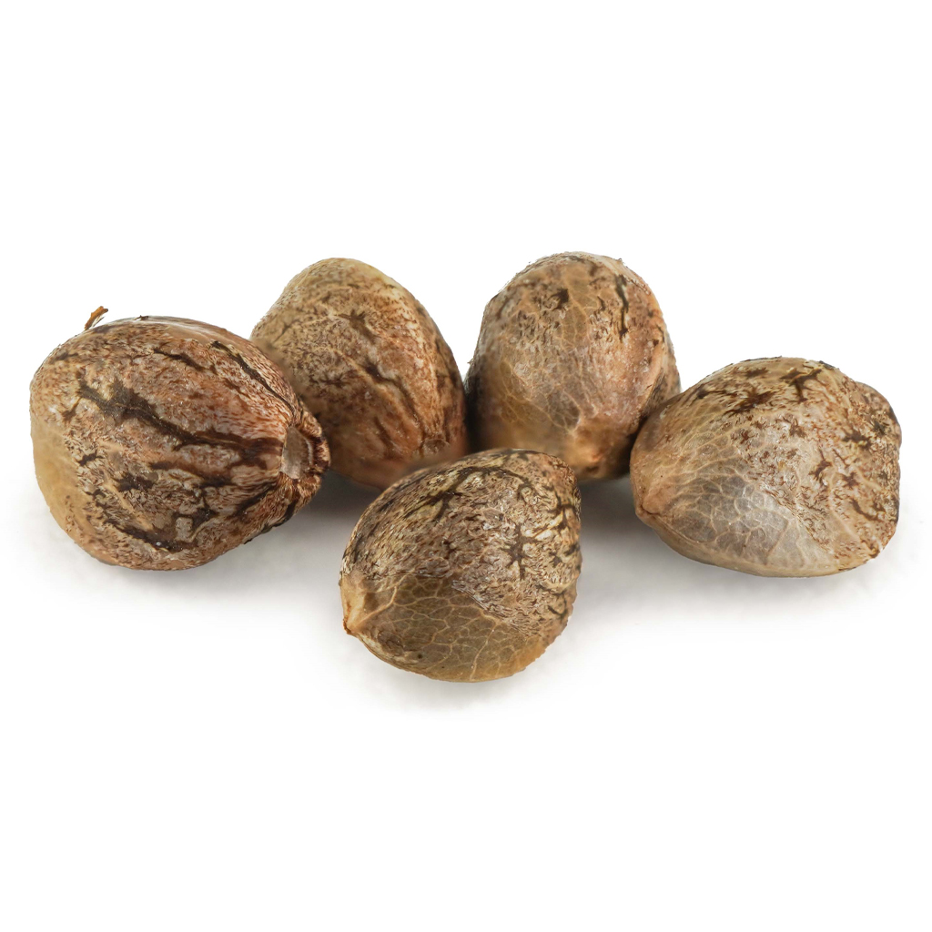 Dutch Passion - Critical Orange Punch Seeds - Hybrid - 5 Pack