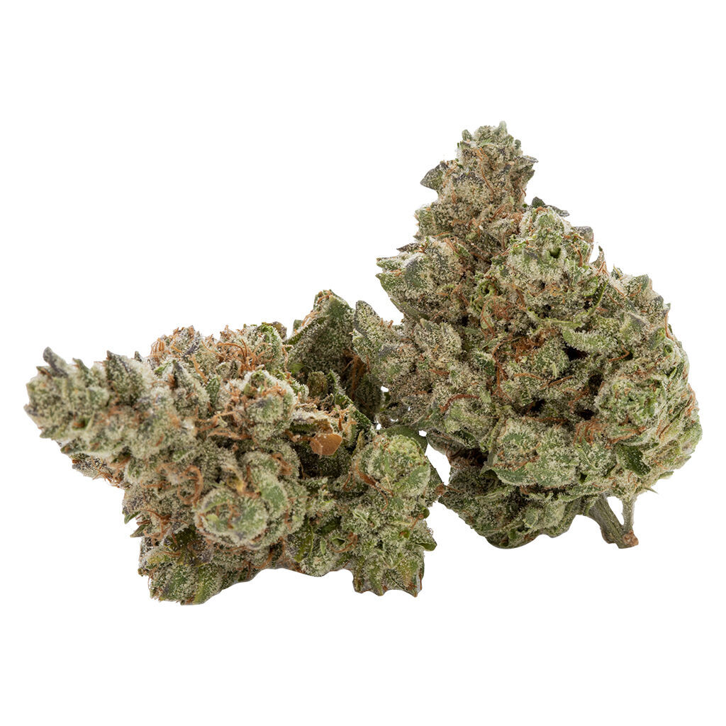 Cactus - Black Triangle