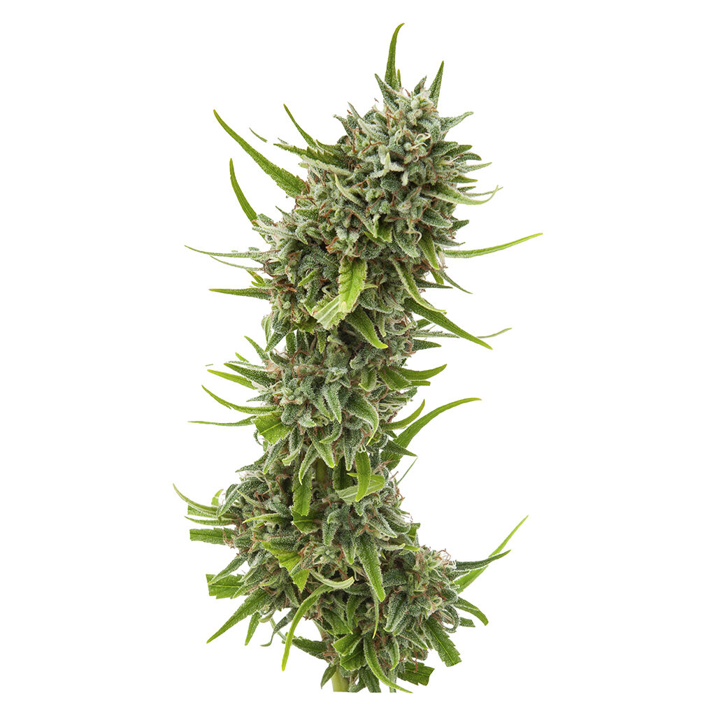 Weathered Islands Craft Cannabis - Durban Violette Seeds - Sativa - 4 Pack