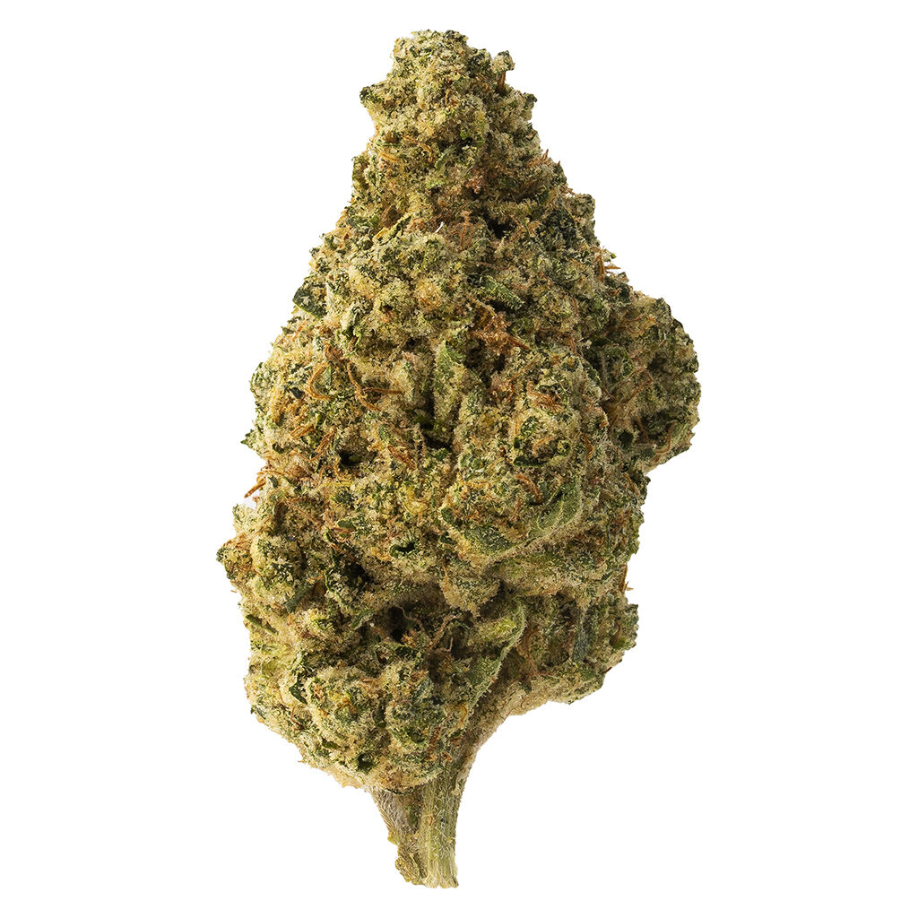 The Loud Plug - Tropicana Cookies