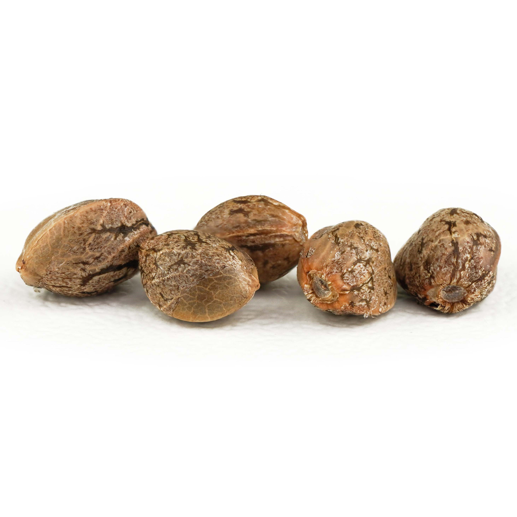 Dutch Passion - Purple #1 Seeds - Hybrid - 5 Pack