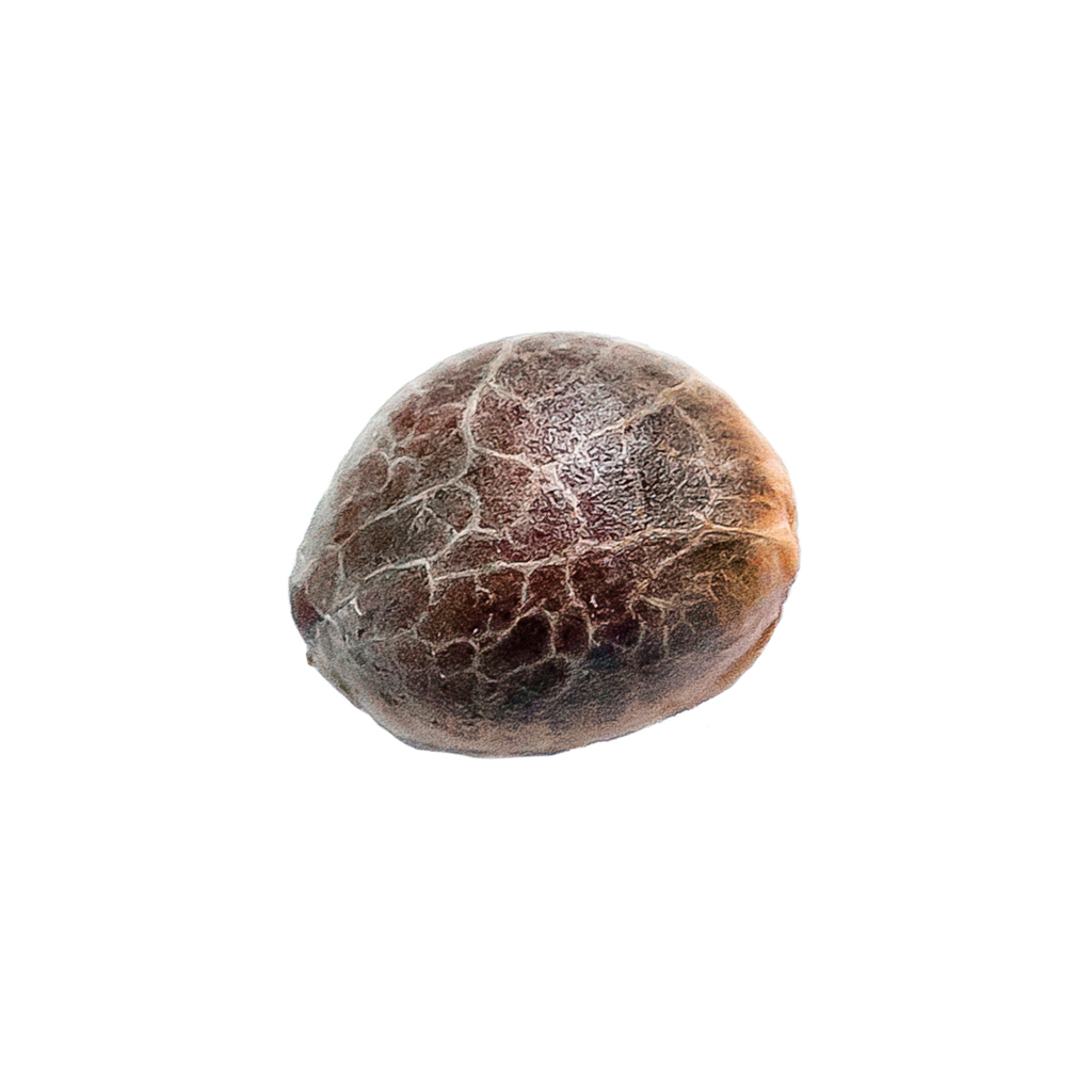 Pristine - Runtz Feminized Seeds - Hybrid - 5 Pack