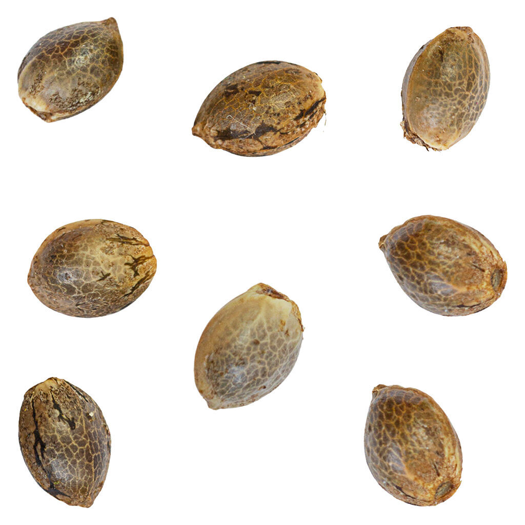 Green Rose Seeds - White Lights Seeds - Indica - 8 Pack