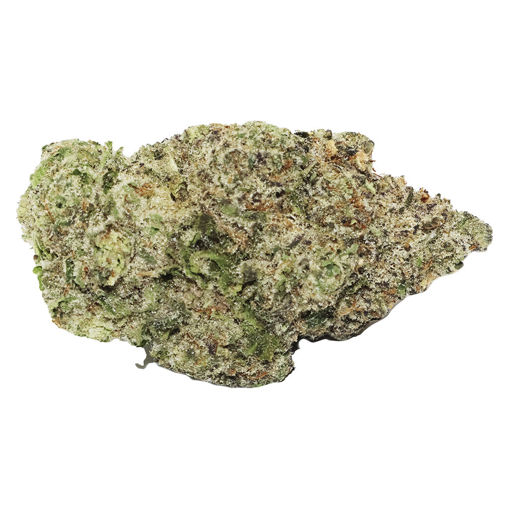 Violet Tourist - Superflower Light
