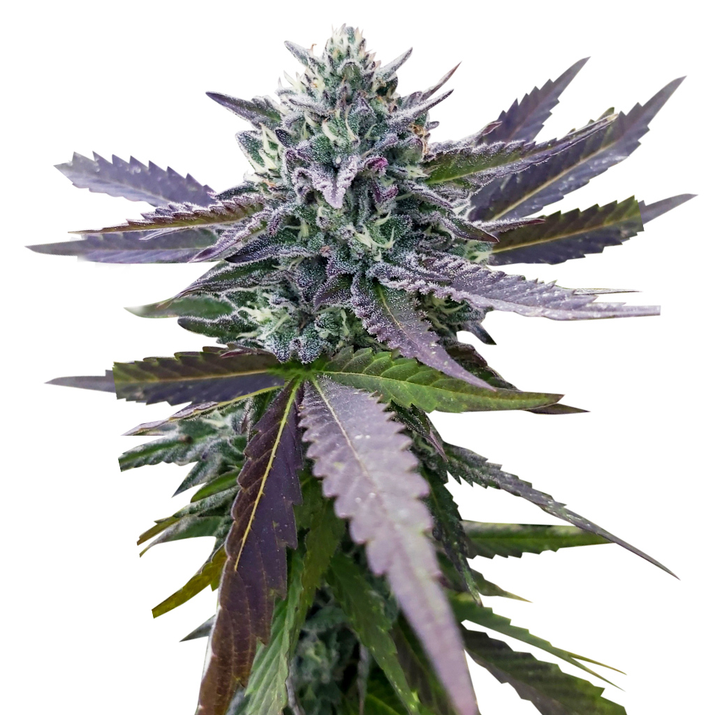 Emerald Mountain Legacy - Roze F4 - Hybrid - 8 Pack