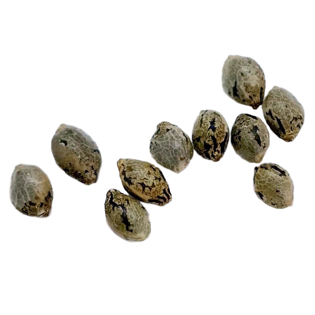 Weathered Islands Craft Cannabis - Apricot Kush Seeds (Regular) Hybrid - 10 pack