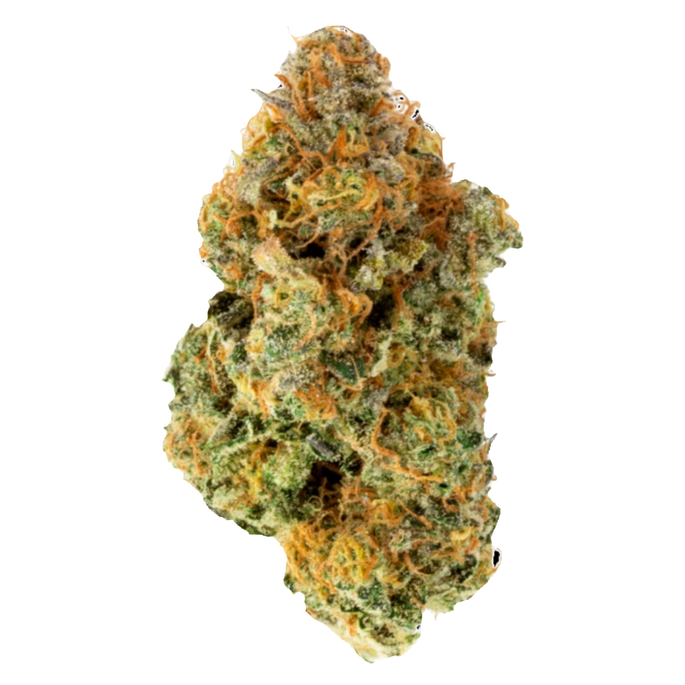 Ritual Green - Black Mamba Dried Flower