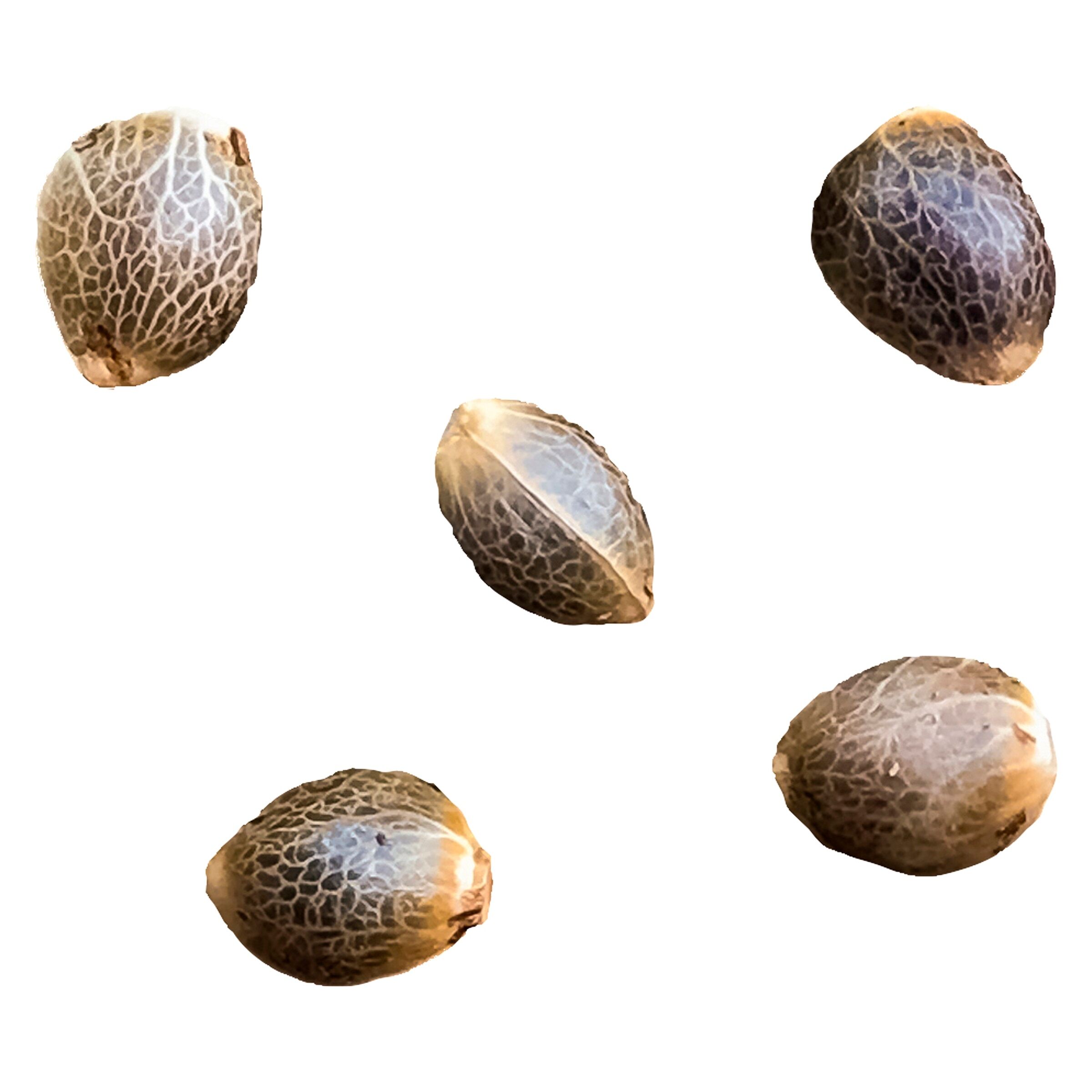 Greenherb - Pheno Hunt - Select Female Seeds - Hybrid - 5 Pack
