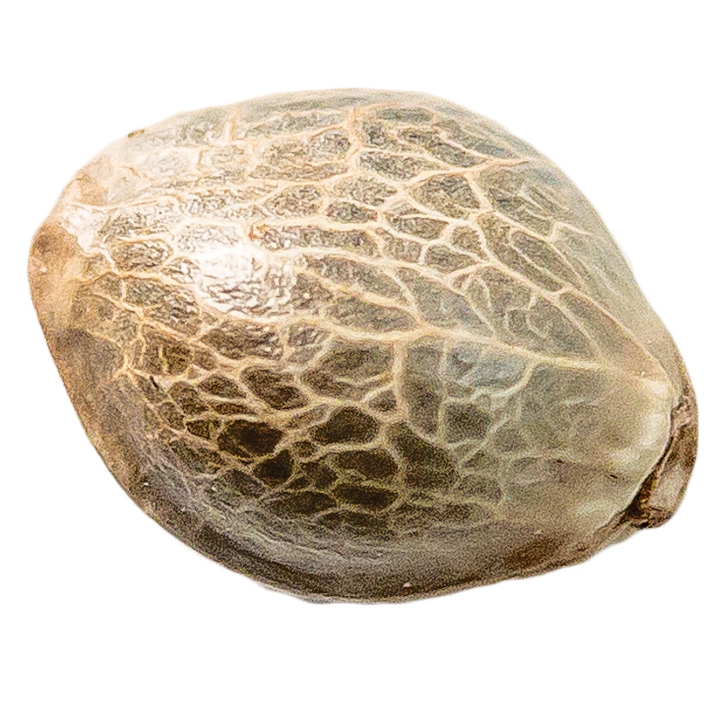 34 Street Seed Co. - Mango CBD 1:1 Seeds (Feminized) Sativa - 5 Pack