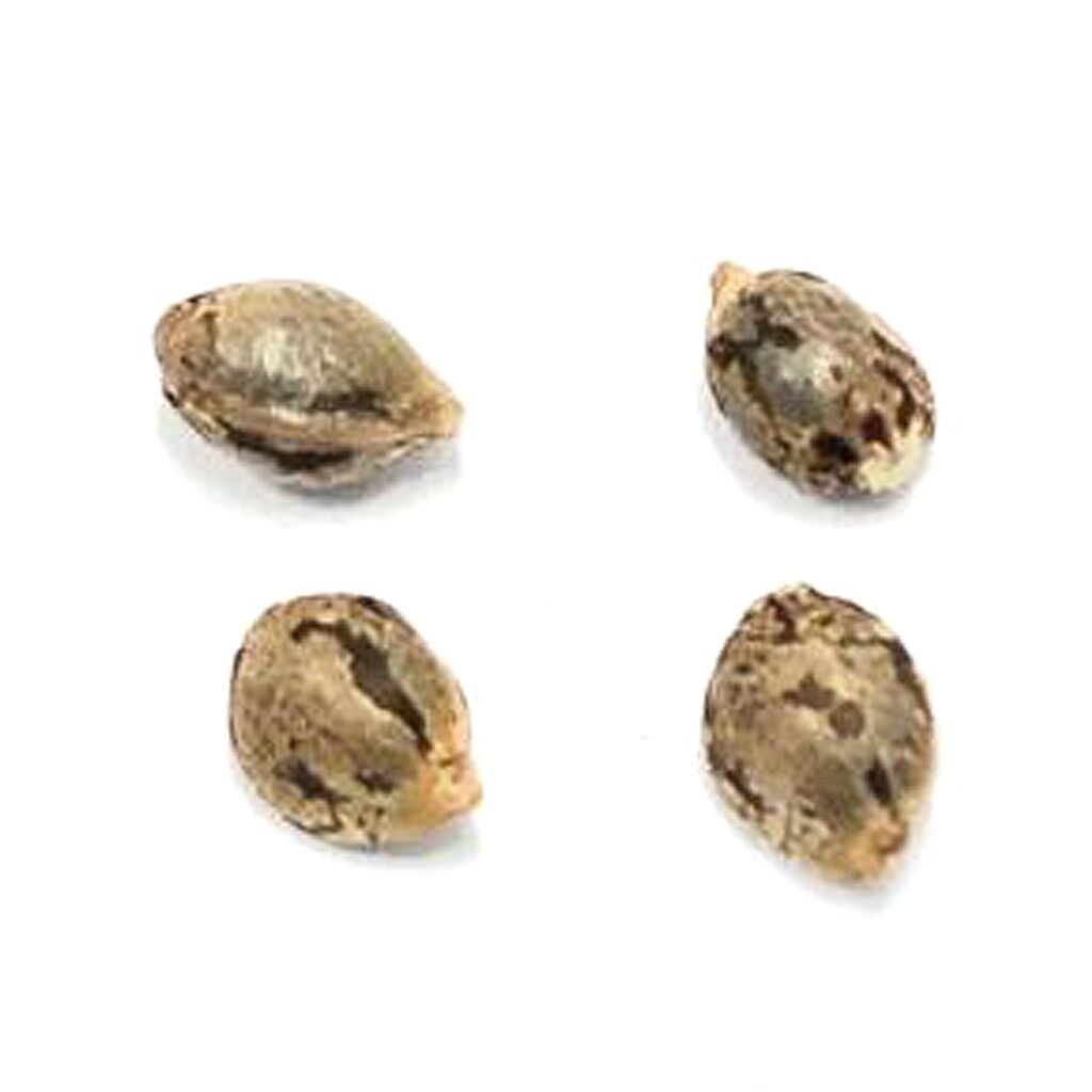 Pristine - Lillooet Landrace Seeds (Feminized) Hybrid - 4 Pack