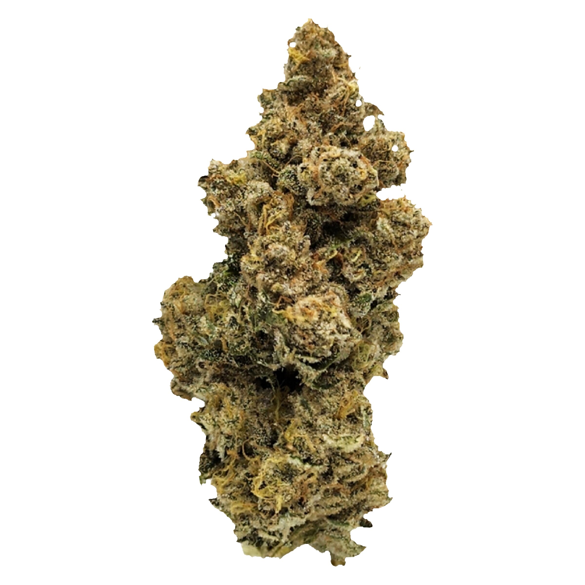 Ritual Green - French Cookies Dried Flower
