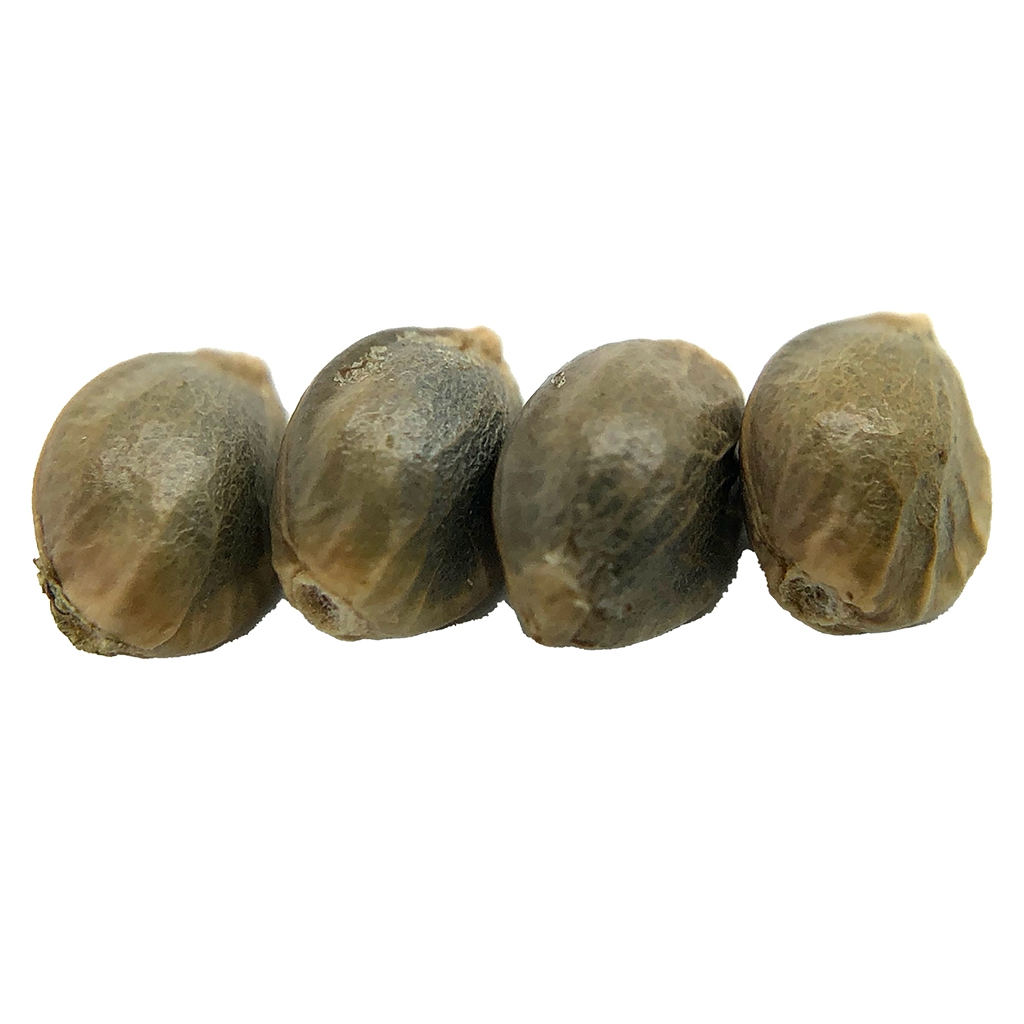 erbaceous™ - D 3 N A L I Seeds (Regular) Sativa - 4 Pack