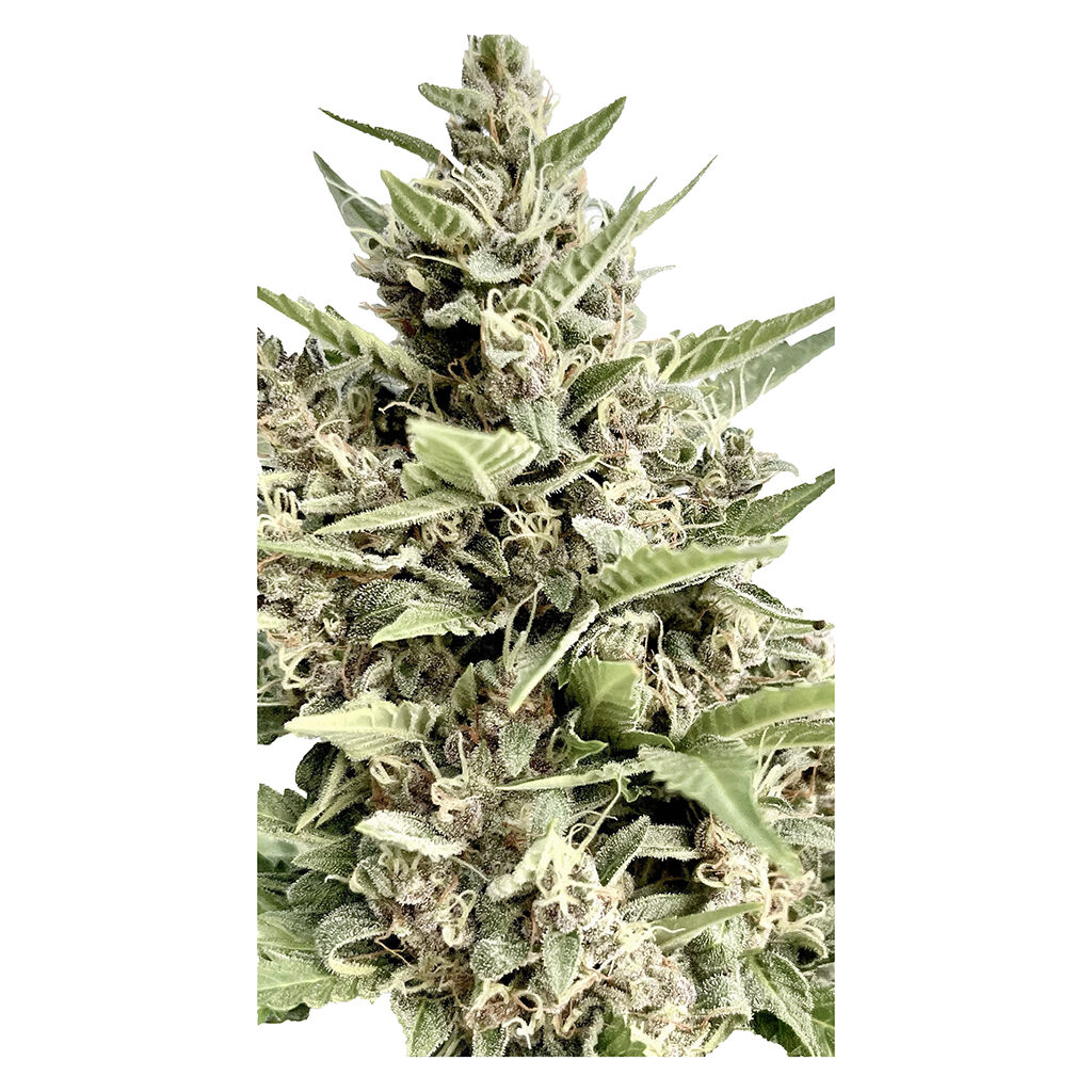 Clone Collector Seed Bank - Modified Kush Mints - Feminized Seeds - Indica - 4 Pack