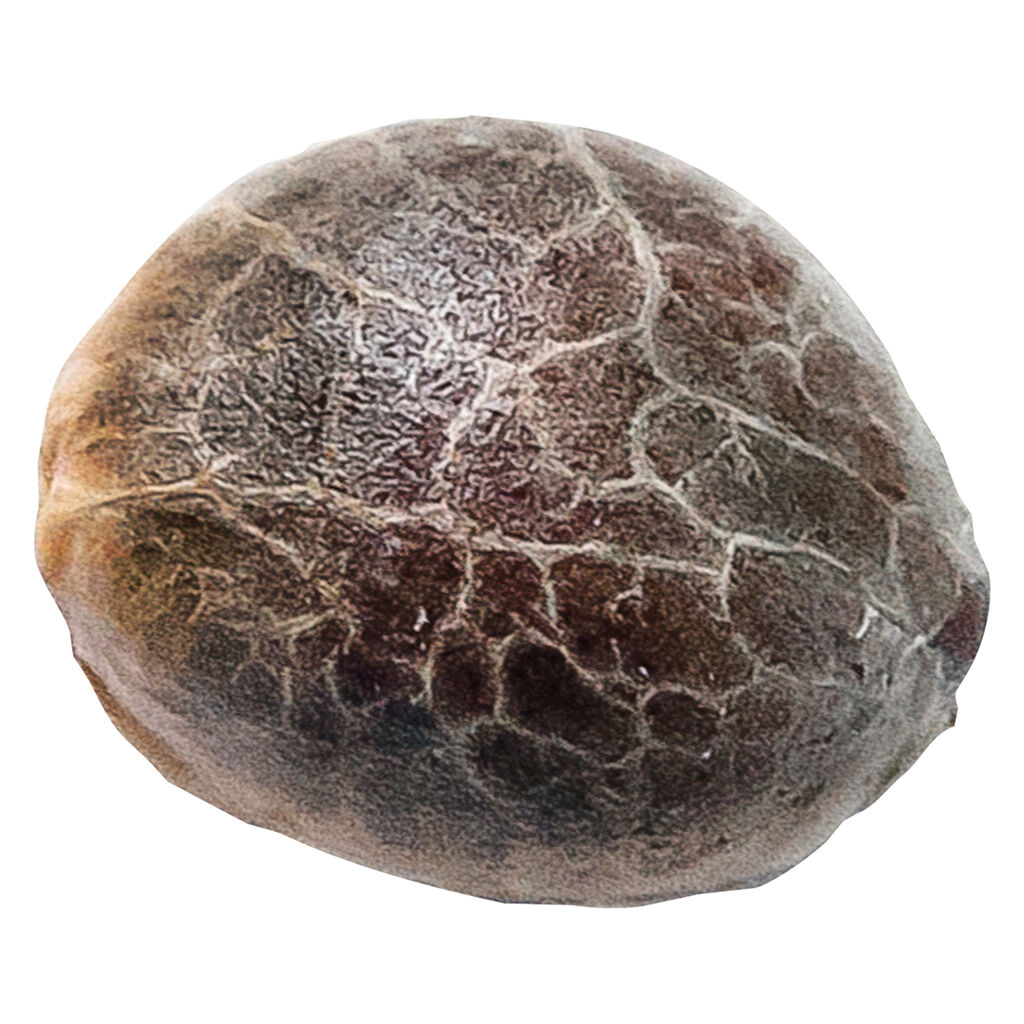 34 Street Seed Co. - Chocolope - Sativa - 5 Pack