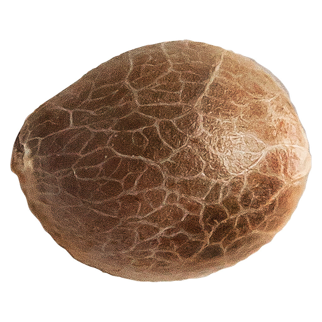 34 Street Seed Co. - Jack Herer - Hybrid - 5 Pack