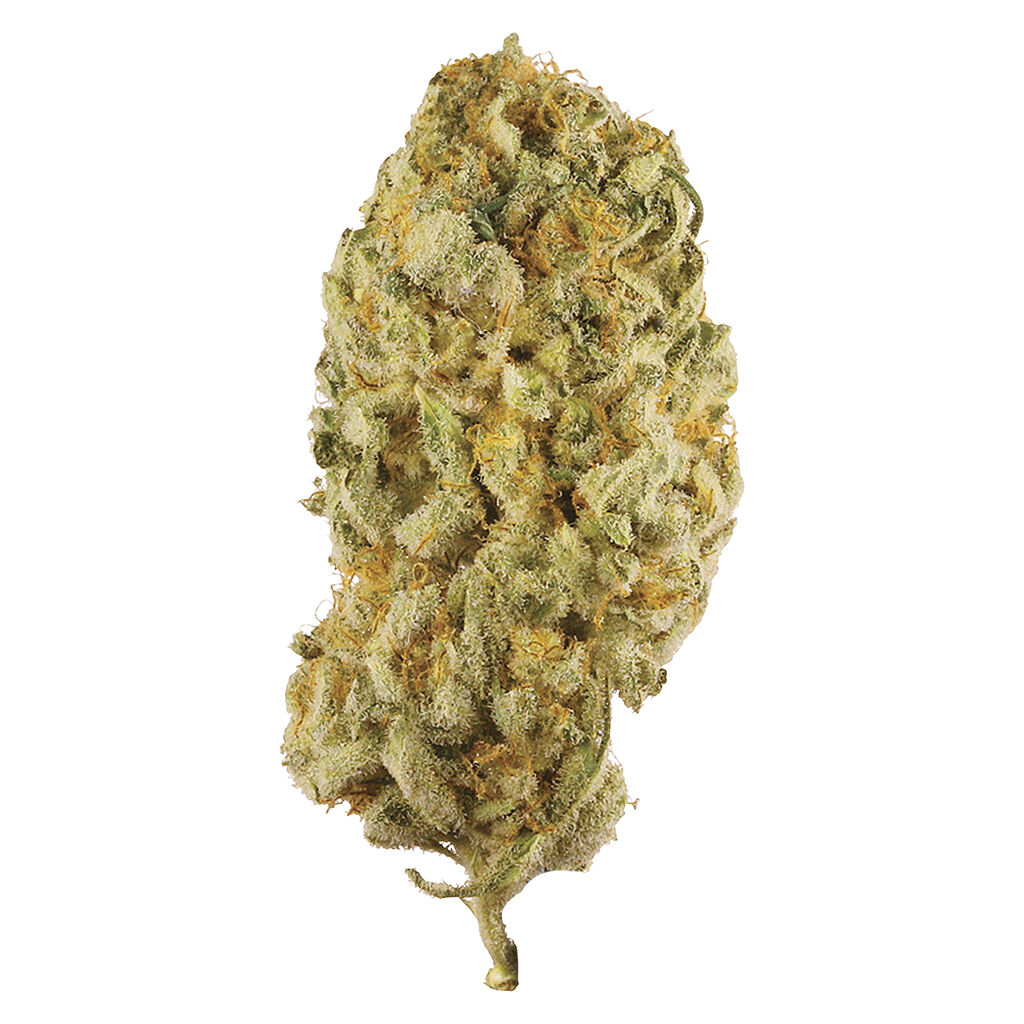 Station House - Jack Herer